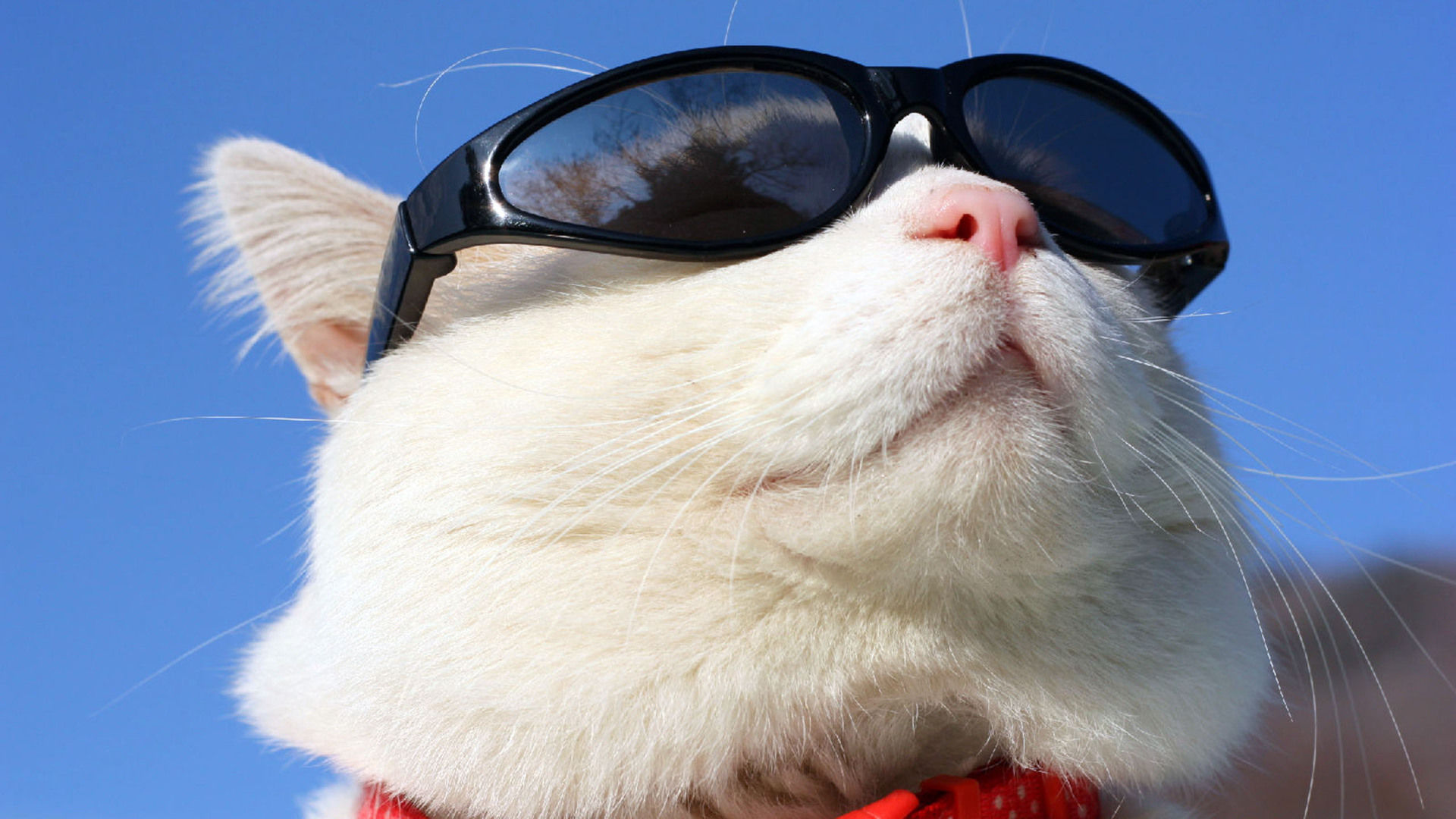 安卓(android)萌宠 喵星人 猫 可爱 卖萌 搞笑图高清手机壁纸免费下载